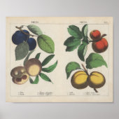Obst | Charlotte Mary Yonge Poster (Vorne)