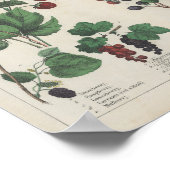 Obst | Charlotte Mary Yonge Poster (Ecke)