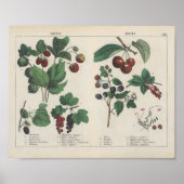 Obst | Charlotte Mary Yonge Poster (Vorne)