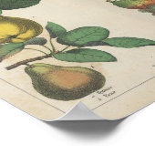 Obst | Charlotte Mary Yonge Poster (Ecke)