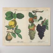 Obst | Charlotte Mary Yonge Poster (Vorne)