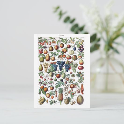 Obst Gemüse Bauer Vintag Botanische Postkarte (Stehend Vorderseite)