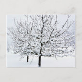 Obstbaum im Winter Bekleidung Postkarte (Vorderseite)