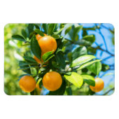 Obstbaum Magnet (Horizontal)