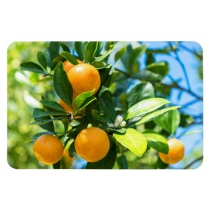 Obstbaum Magnet