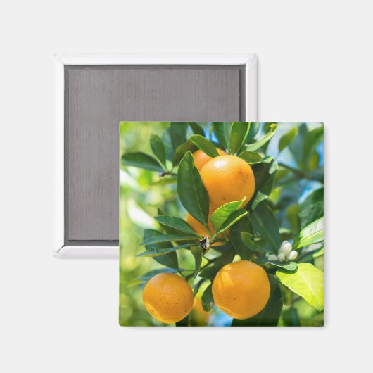 Obstbaum Magnet (Vorderseite/Rückseite)