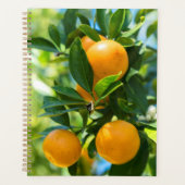Obstbaum Planer (Vorderseite)