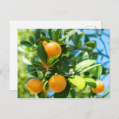 Obstbaum Postkarte (Vorne/Hinten)