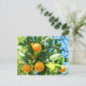 Obstbaum Postkarte (Stehend Vorderseite)