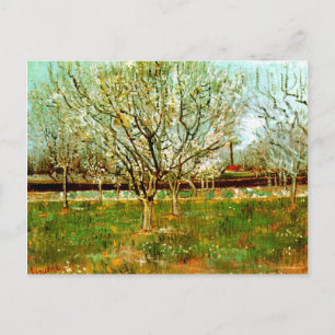 Obstgarten in Blüte (Pflaumenbäume), Vincent van G Postkarte