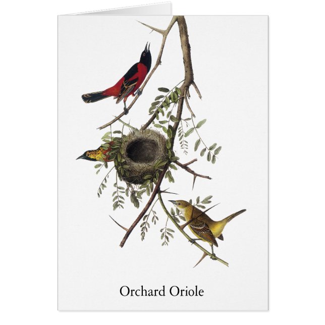 Obstgarten Oriole - John James Audubon (Vorne)