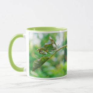 Obstgarten-Radnetzspinne - Leucauge venusta Tasse