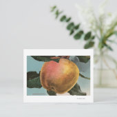 Obstkalender Lithograph von White Winter Pearmain Postkarte (Stehend Vorderseite)
