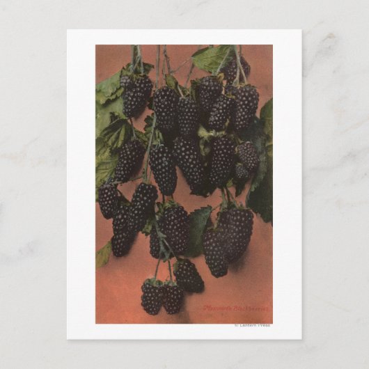 Obstkrebs-Lithograph Postkarte (Vorderseite)