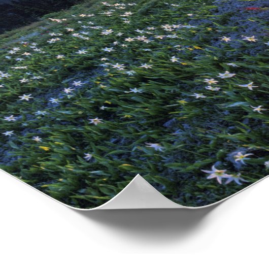 Obstruction Point Sunset, Olympic NP, WA, USA Poster (Ecke)