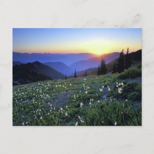 Obstruction Point Sunset, Olympic NP, WA, USA Postkarte (Vorderseite)