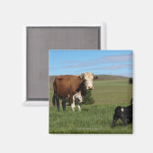 Obwohl Kühe und Hunde aus verschiedenen Magnet (Vorderseite/Rückseite)