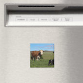 Obwohl Kühe und Hunde aus verschiedenen Magnet (In Situ (Geschirrspüler))