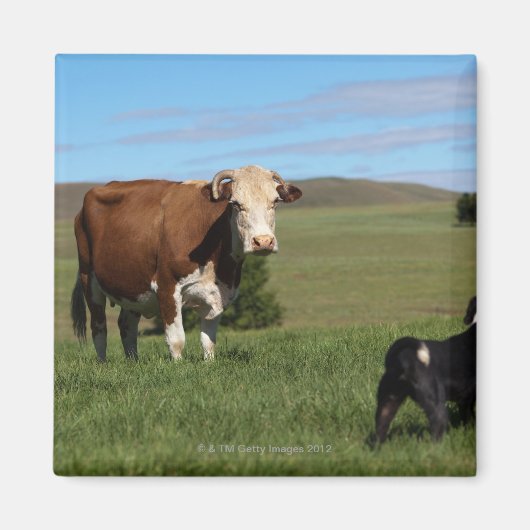 Obwohl Kühe und Hunde aus verschiedenen Magnet (Vorne)