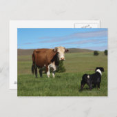 Obwohl Kühe und Hunde aus verschiedenen Postkarte (Vorne/Hinten)