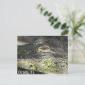Ocala Gator Postcard Postkarte (Stehend Vorderseite)