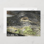 Ocala Gator Postcard Postkarte (Vorne/Hinten)