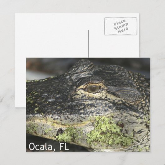 Ocala Gator Postcard Postkarte (Vorne/Hinten)