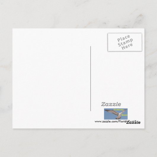 Ocala Gator Postcard Postkarte (Rückseite)