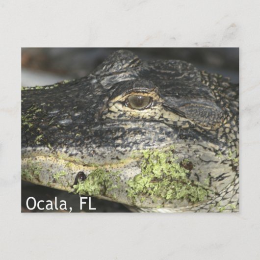 Ocala Gator Postcard Postkarte (Vorderseite)