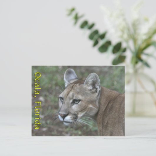 Ocala Panther Postcard Postkarte (Stehend Vorderseite)