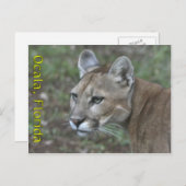 Ocala Panther Postcard Postkarte (Vorne/Hinten)