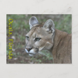 Ocala Panther Postcard Postkarte