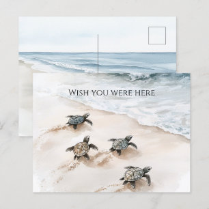 Ocean Beach Coast Sea Turtles Postkarte