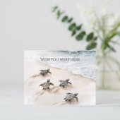 Ocean Beach Coast Sea Turtles Postkarte (Stehend Vorderseite)