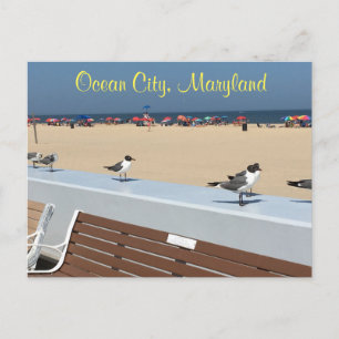 Ocean City Maryland Birds Postkarte