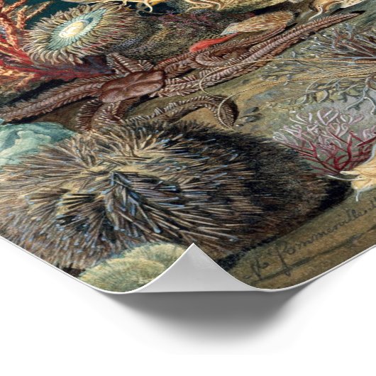 Ocean Life Poster (Ecke)