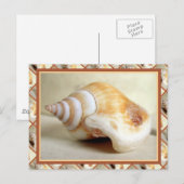 Ocean Seashell Postkarte (Vorne/Hinten)