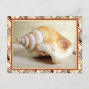Ocean Seashell Postkarte