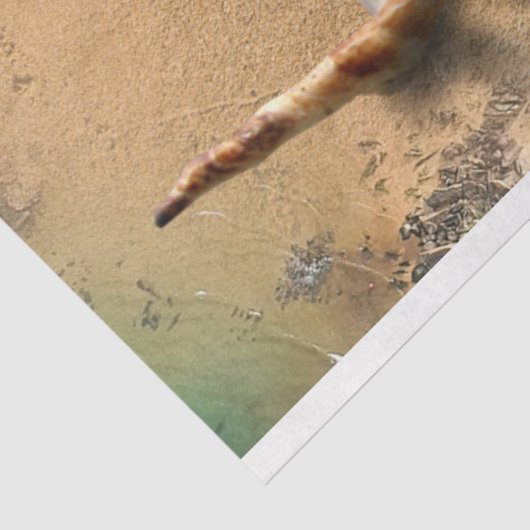 Ocean Seashells on Beach Decoupage Seidenpapier (Ausschnitt)