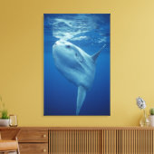 Ocean Sunfish Leinwanddruck (Insitu (Wohnzimmer))
