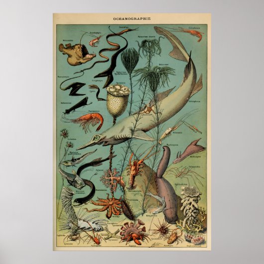 Oceanografia Adolphe Millot Le Larousse Pour Tous Poster (Vorne)