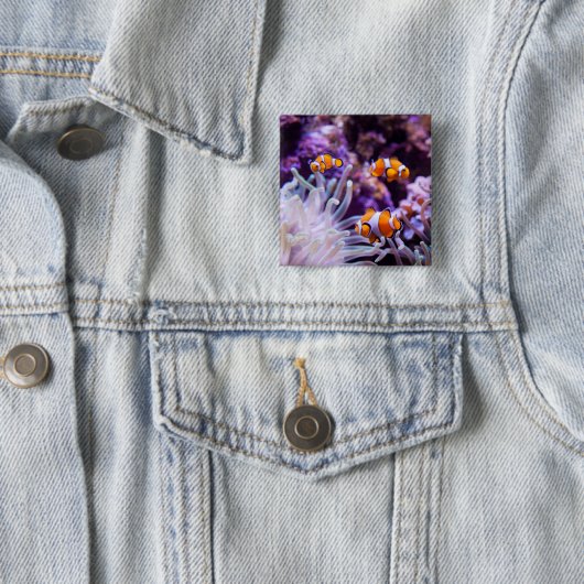 Ocellaris Clownfish | Amphiprion Ocellaris Button (Beispiel)