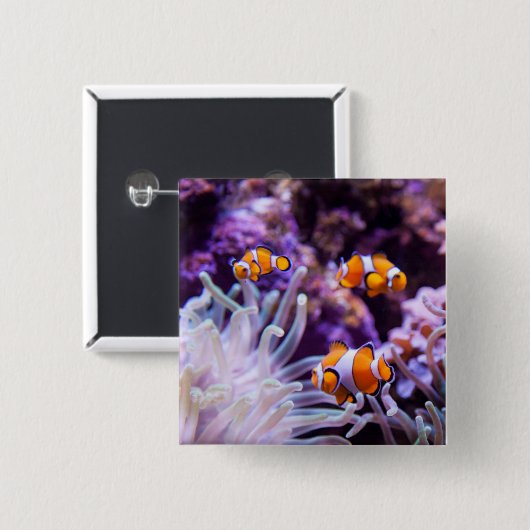 Ocellaris Clownfish | Amphiprion Ocellaris Button (Vorne & Hinten)