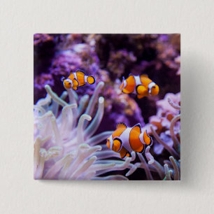 Ocellaris Clownfish   Amphiprion Ocellaris Button