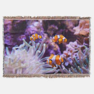 Ocellaris Clownfish Amphiprion Ocellaris Decke