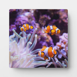 Ocellaris Clownfish   Amphiprion Ocellaris Fotoplatte