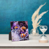 Ocellaris Clownfish | Amphiprion Ocellaris Fotoplatte (InSitu)