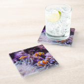 Ocellaris Clownfish | Amphiprion Ocellaris Glasuntersetzer (Schrägansicht)