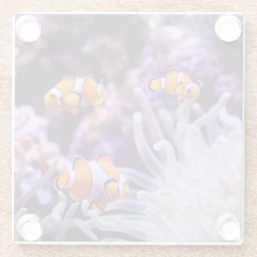 Ocellaris Clownfish | Amphiprion Ocellaris Glasuntersetzer (Rückseite)