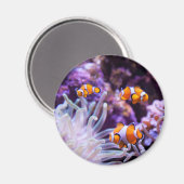 Ocellaris Clownfish | Amphiprion Ocellaris Magnet (Vorderseite/Rückseite)